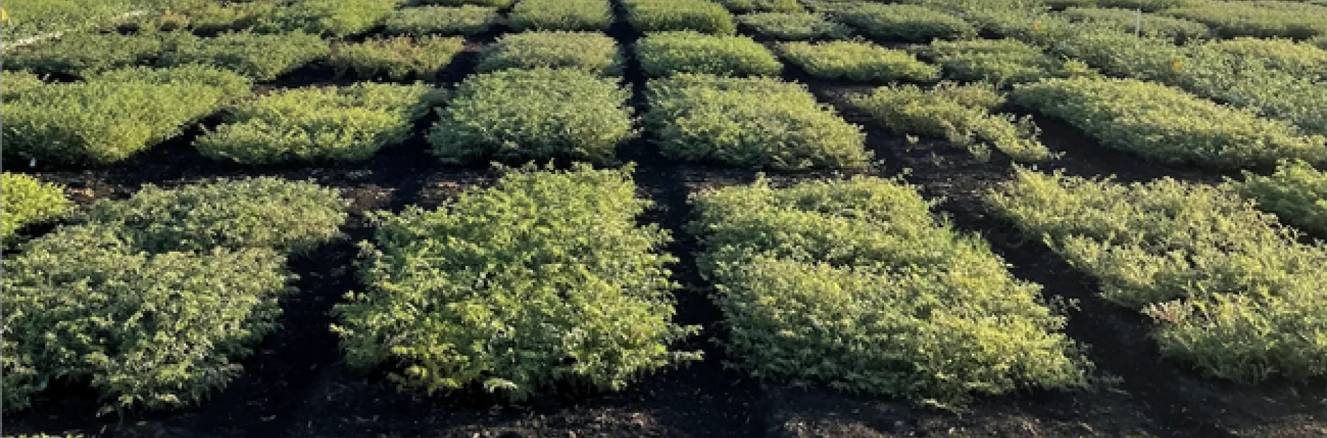 Green squares of garbanzo bean plants