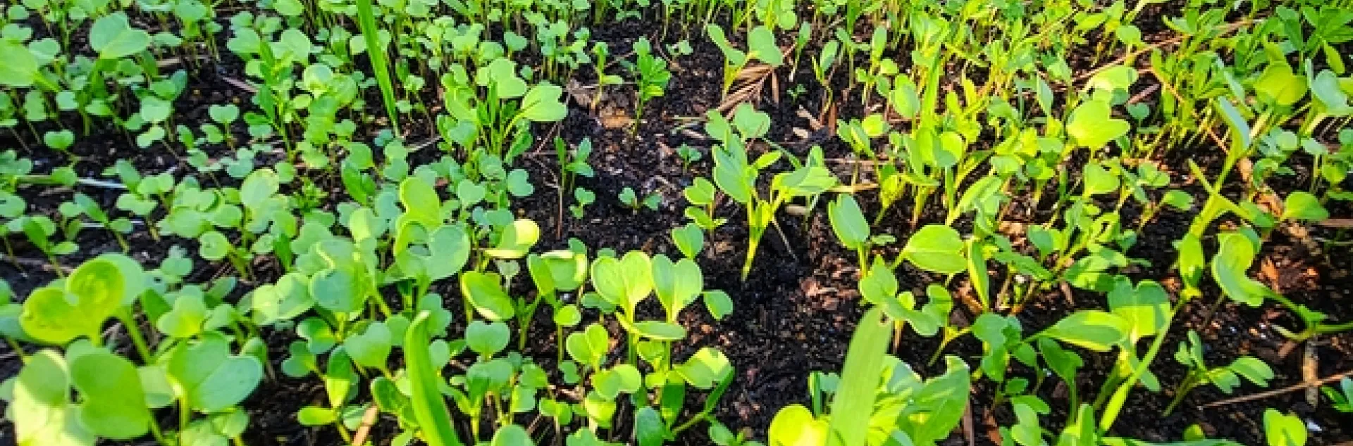 Cover Crop Seedlings in Garden Bed 2 - Al Alvarado