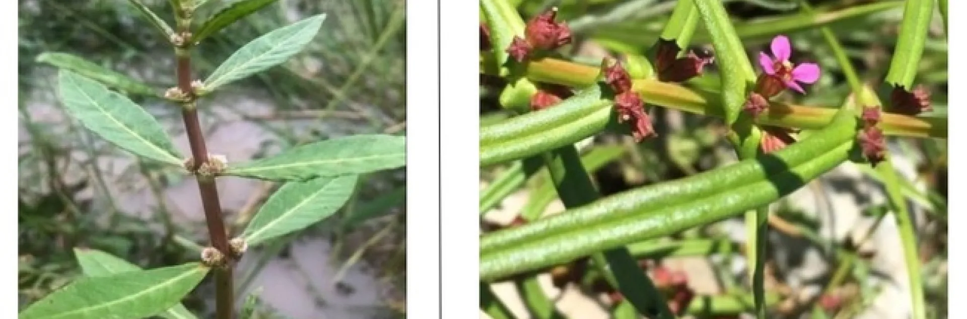 White water fire on the left and redstem on the right