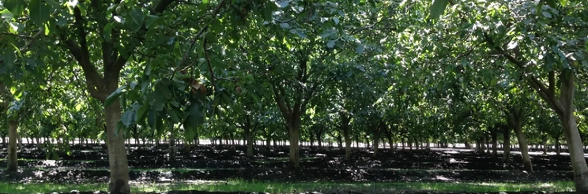 4 ton orchard light interception