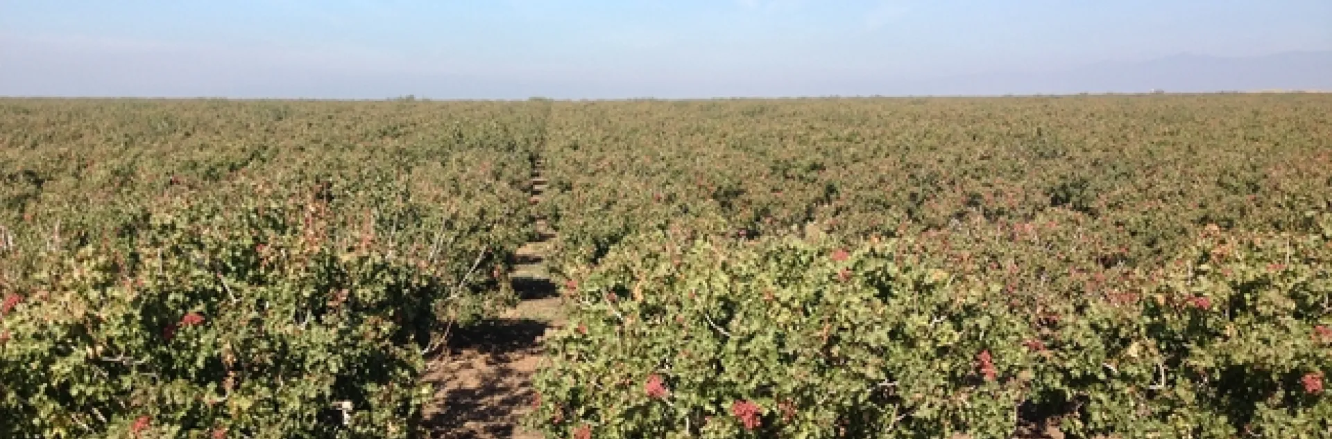 pistachios as far as you can see