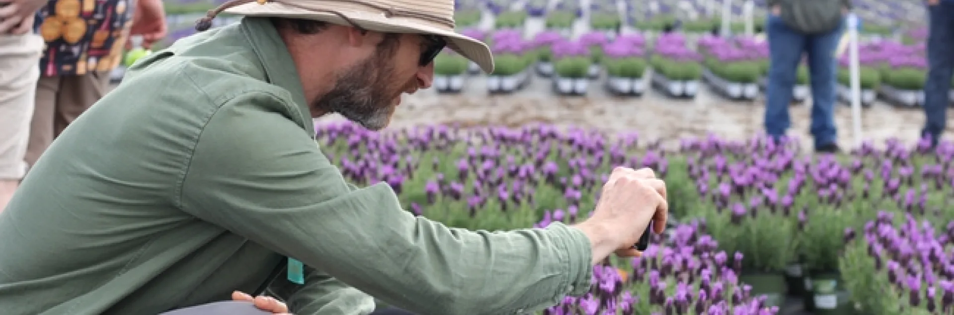 A man is hunched next to a bed of lavender flowers, taking a photo of the flowers.