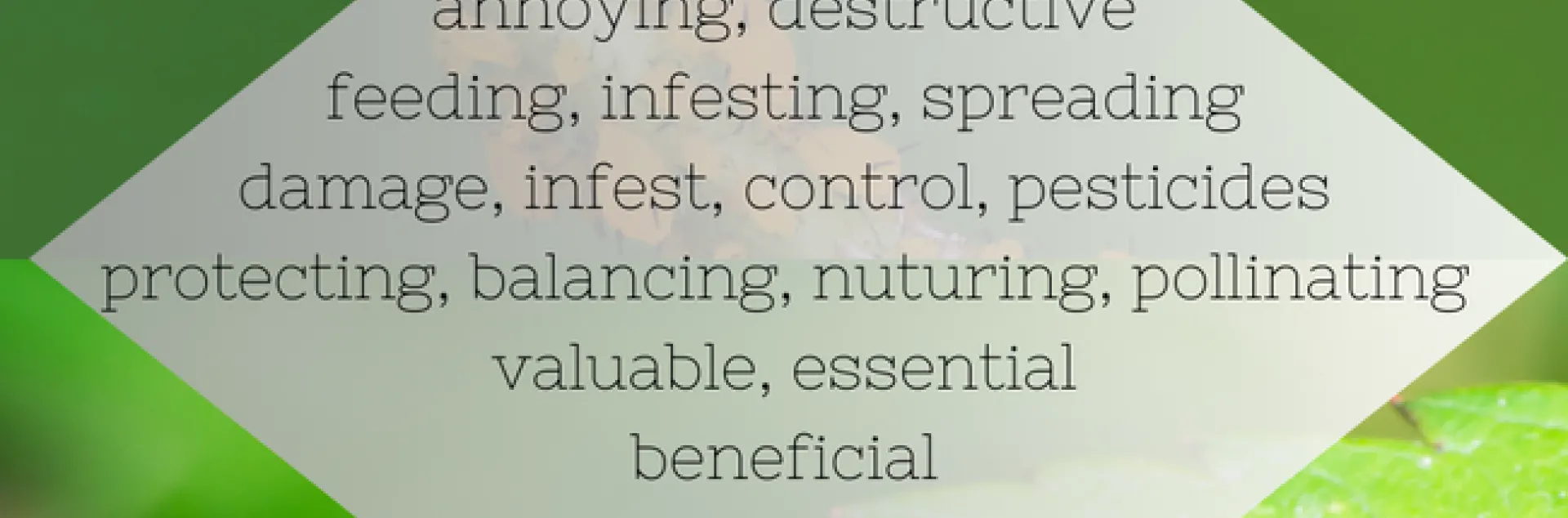 Pest-Beneficial insect Diamante by Jennifer Baumbach