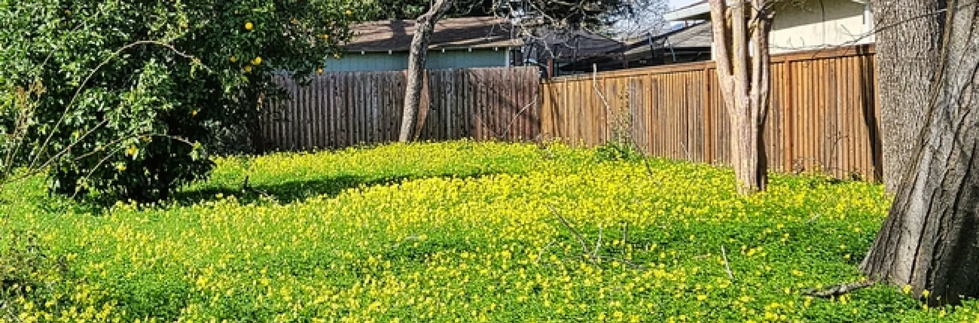 Bermuda Buttercup Invasion - P. Pashby