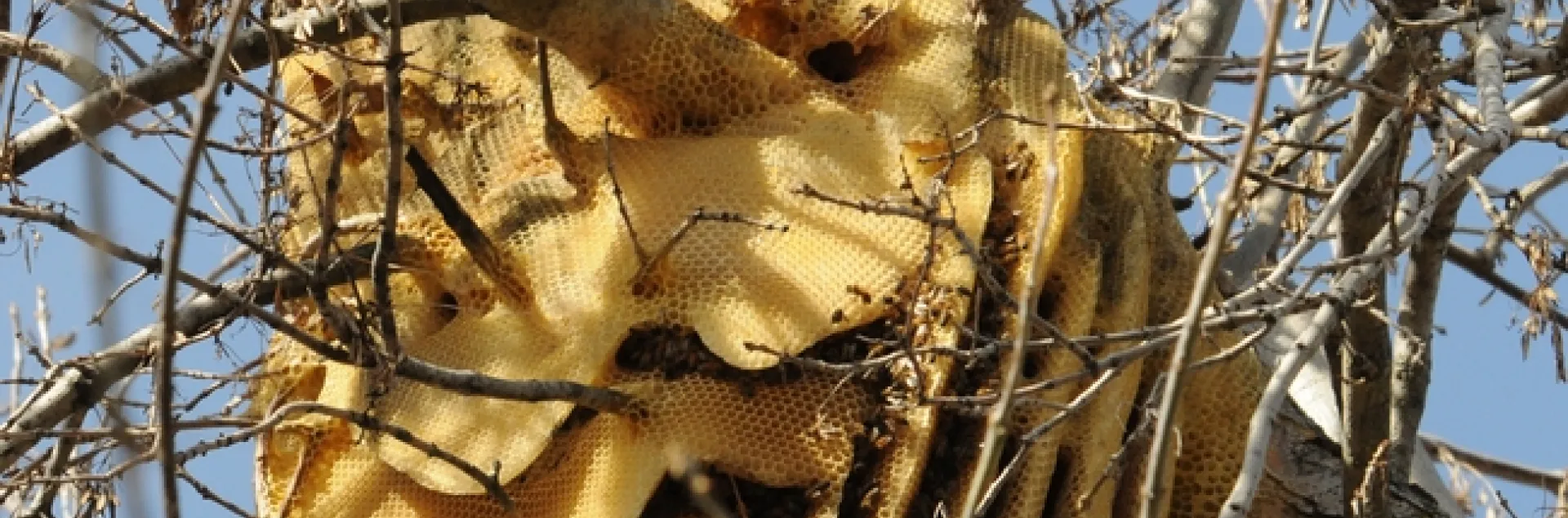 A feral honey bee colony (now gone) in Vacaville, Calif. (Photo by Kathy Keatley Garvey)