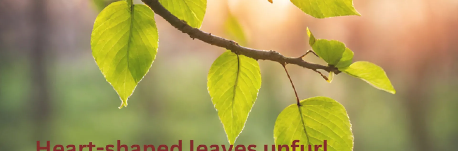 Valentine Haiku by Patricia Brantley Springtime (1)