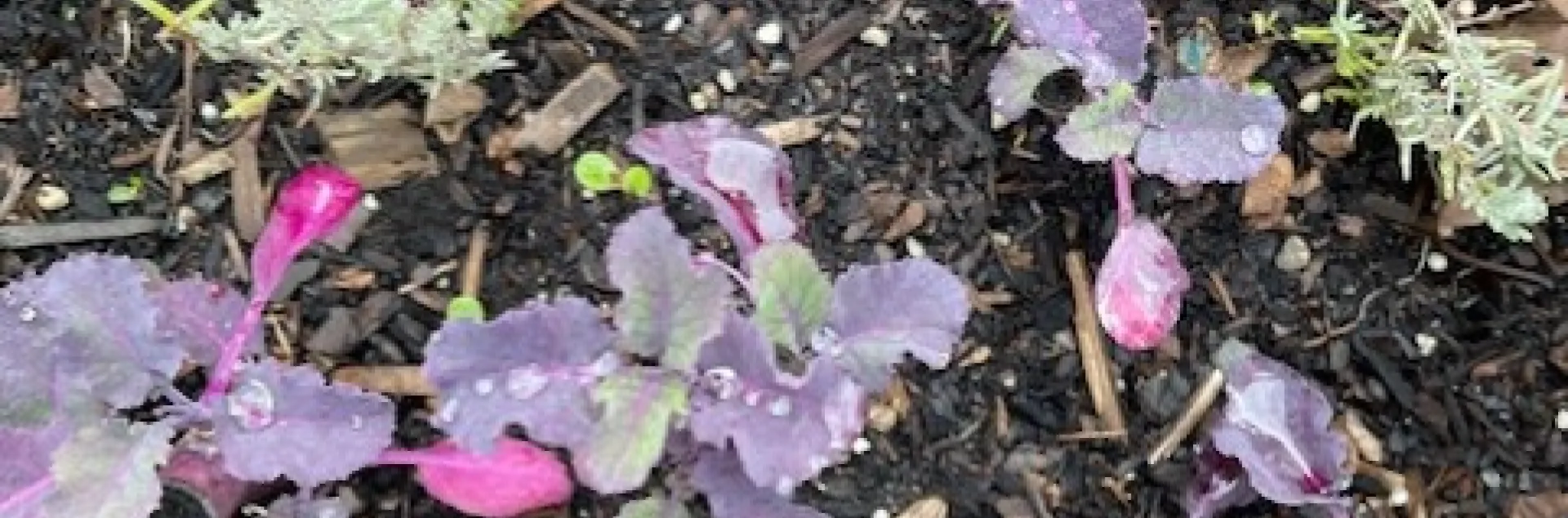 Tree collards. photo by Cindy Yee