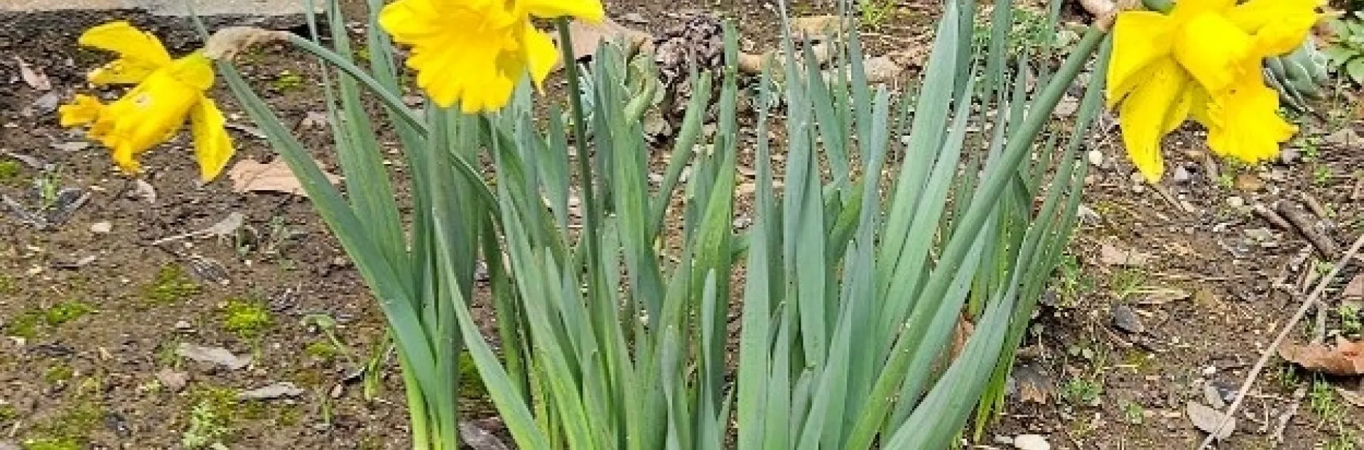 photo by Nancy Forrest