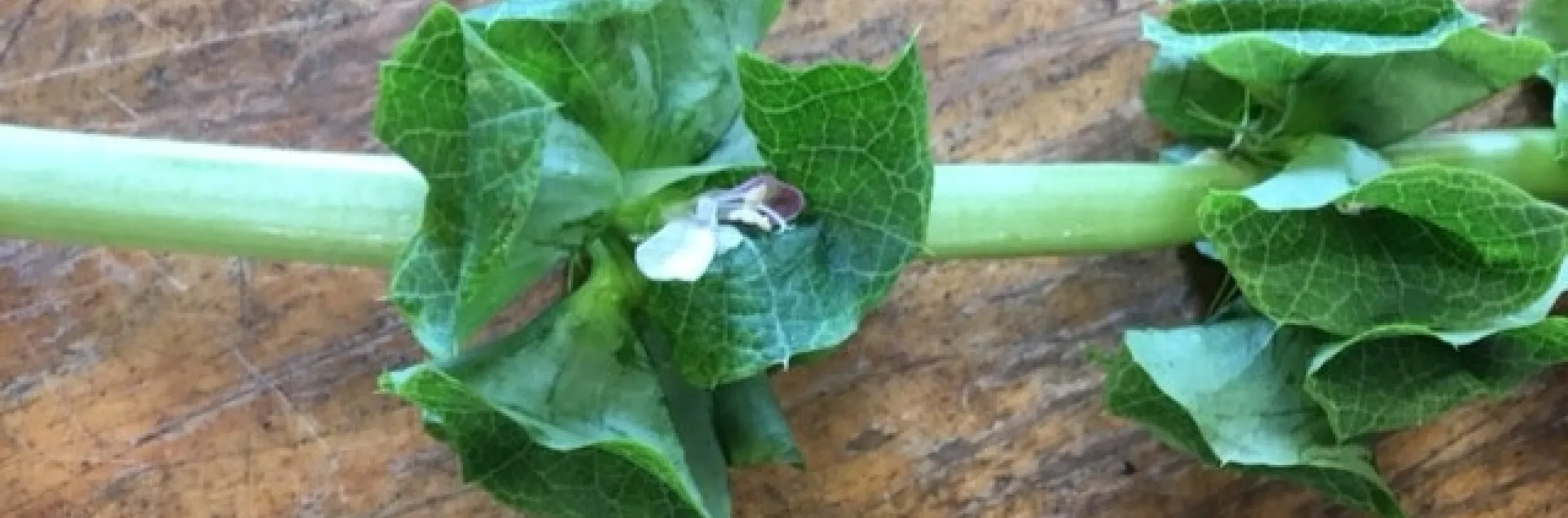 photos by Heather Hamilton