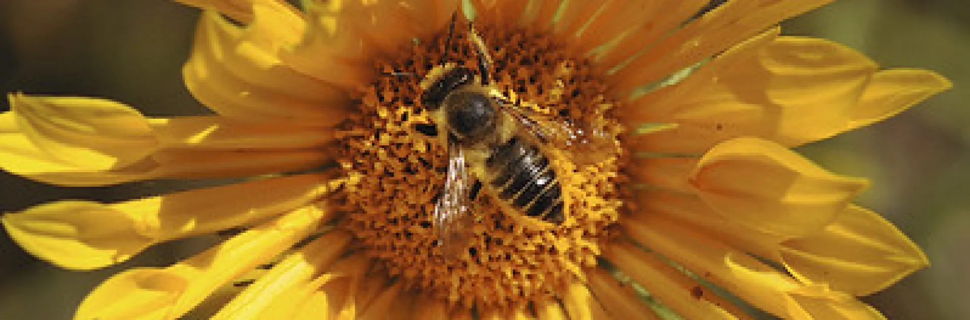Leaf Cutter Bee On Sunflower. Photo courtesy of TJ Gehling.