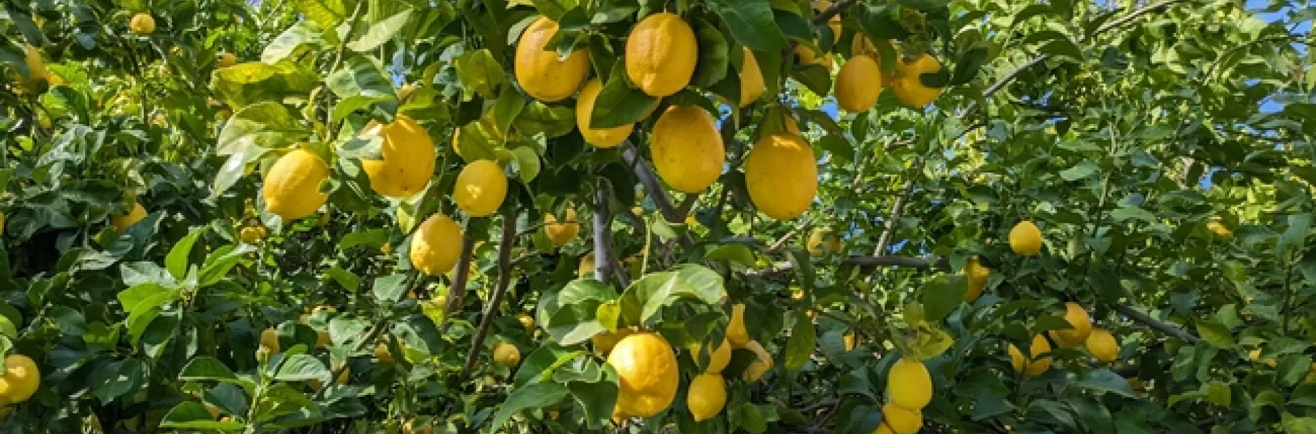 photos by Nanelle Jones-Sullivan