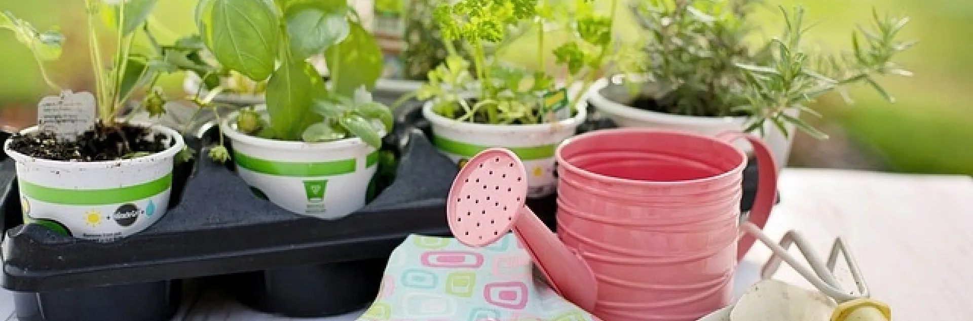 Now is the time to plant herbs in your garden. With a little irrigation, you will have an abundance of fresh herbs to season summer cooking and canning. (Photo: Jill Wellington, Pixabay)