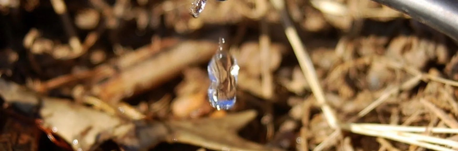 Drip irrigation is the ideal way to water roses. (Photo: Joby Elliott, Flickr)
