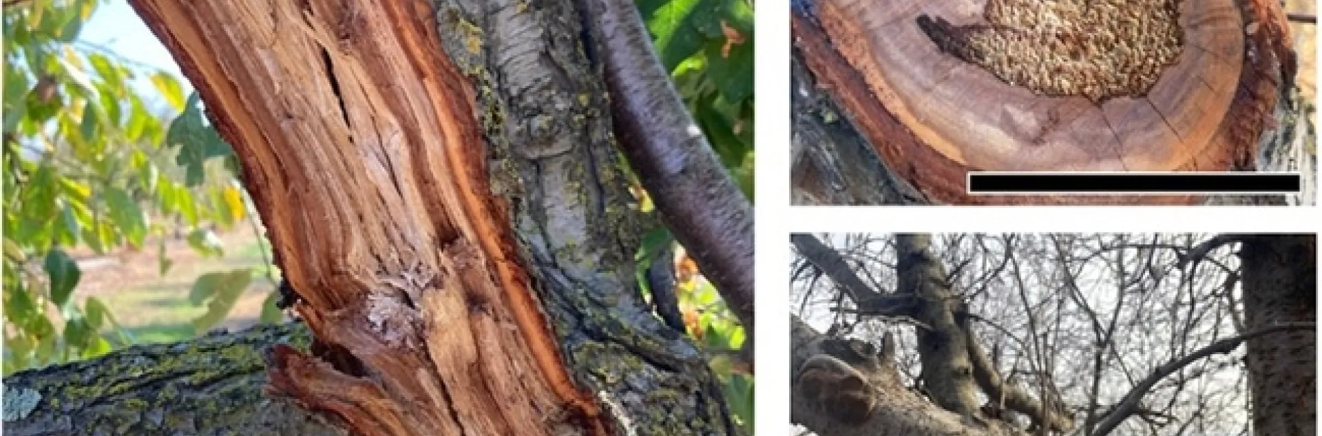 Figure 1: Symptoms of advanced Phellinus pomaceus infection, showing white rot internal decay of heartwood. Scale bars 10 cm.