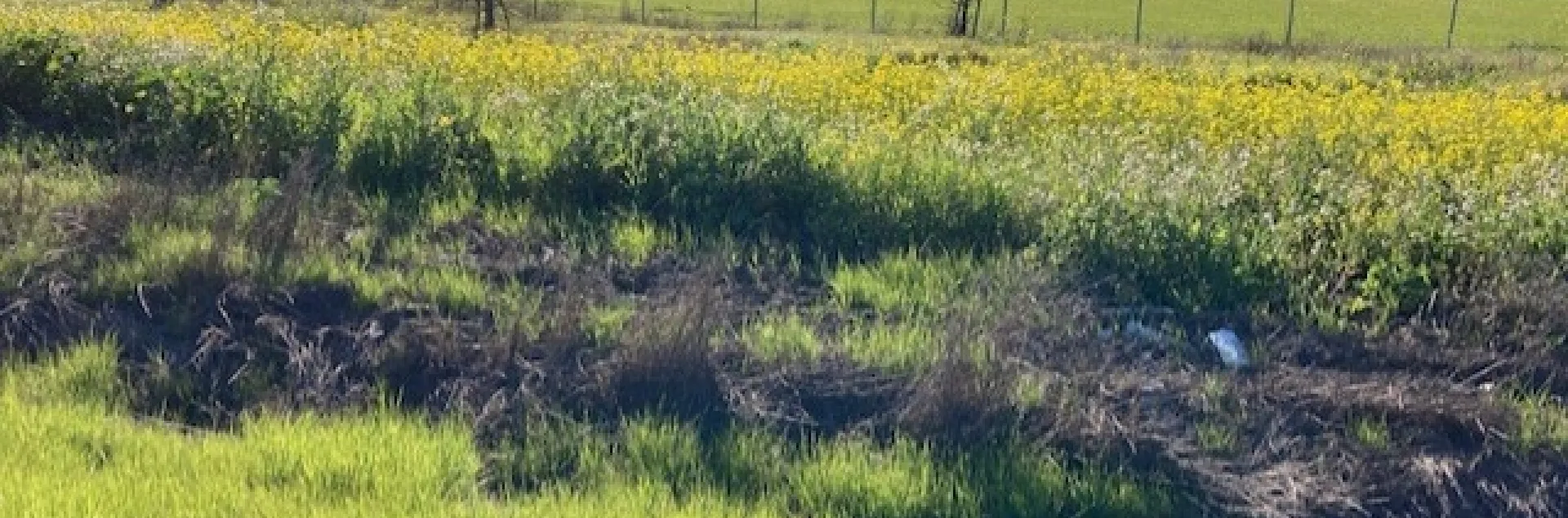 Mustard in a ditch in Elmira. photos by Michelle Davis