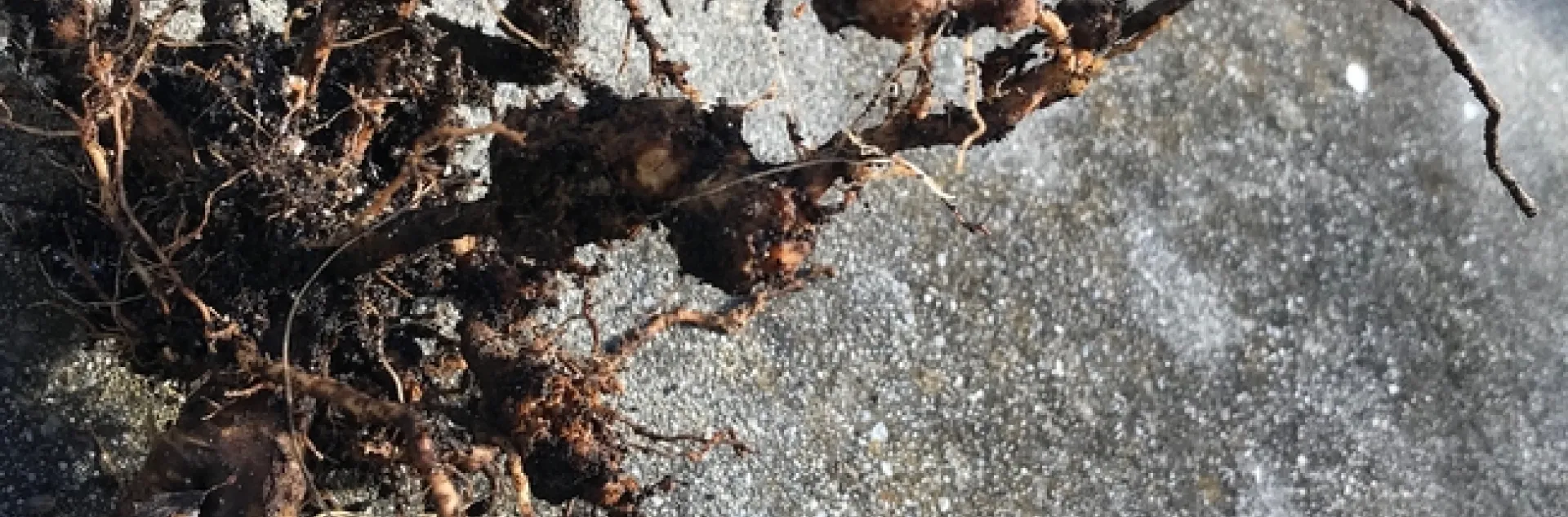 Tomato roots infested with RNK. photos by Karen Metz