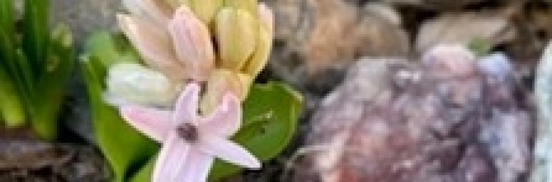 photos by Michelle Krespi