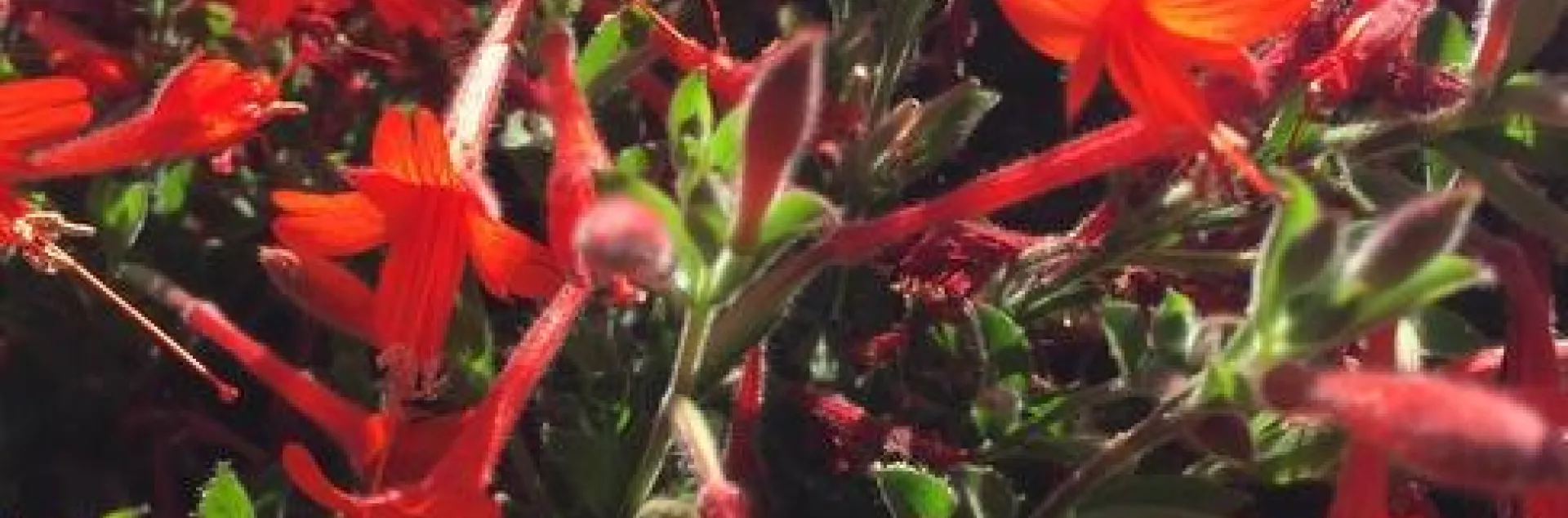 photos by Erin Mahaney