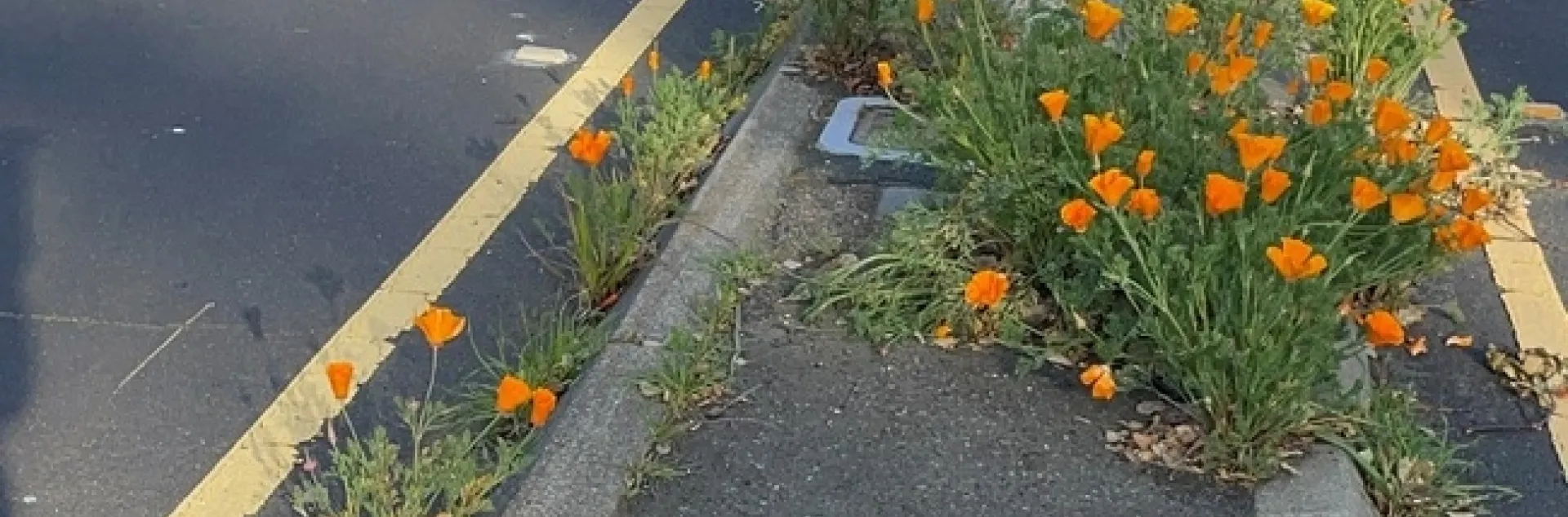 photos by Snugs Altman