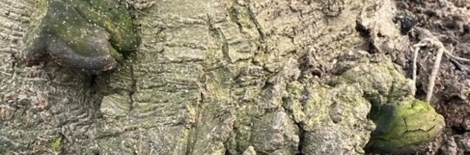 Almond rootstock with both crown gall and Ganoderma