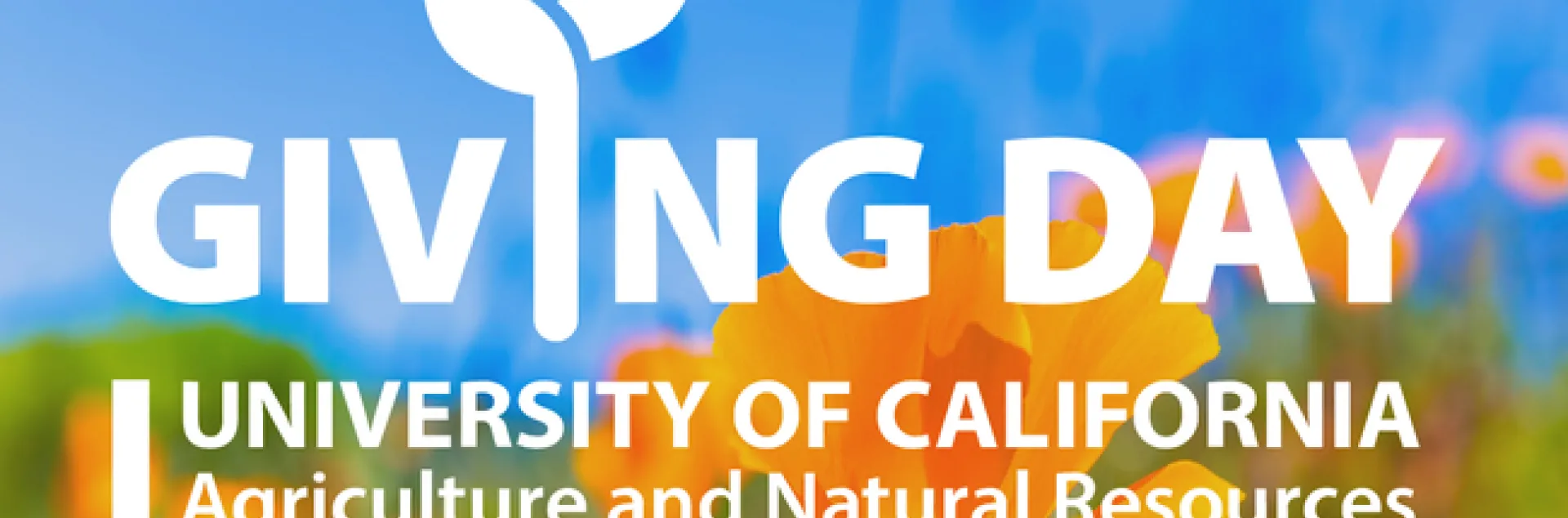 Text: UC ANR Giving Day
Yellow California poppy