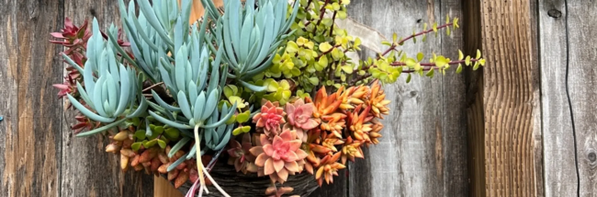 Wooden basket with succulents hanging on a fence.