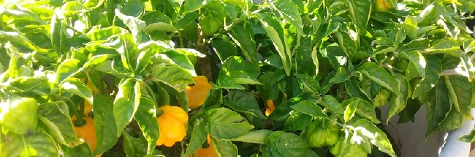 Scotch Bonnet OG photos by Nanelle Jones-Sullivan