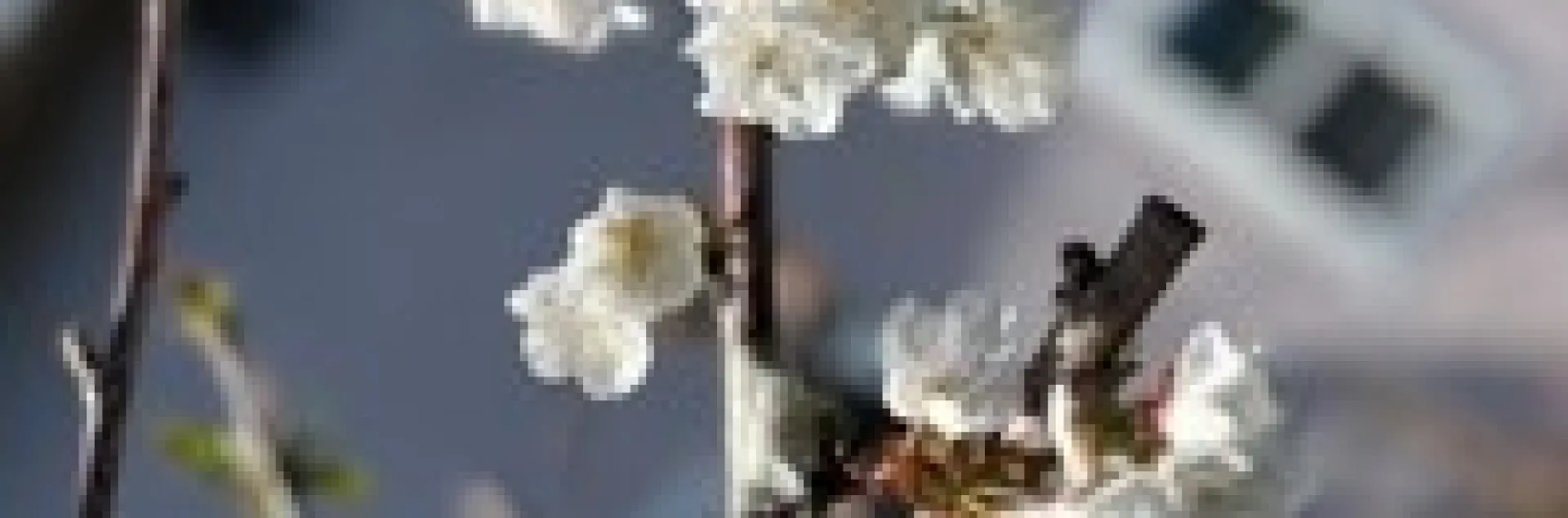 photos by Tina Saravia