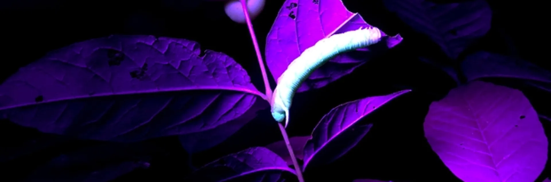 A waved sphinx (Ceratomia undulosa) caterpillar glows under ultraviolet light. (Photo by Grace Horne)