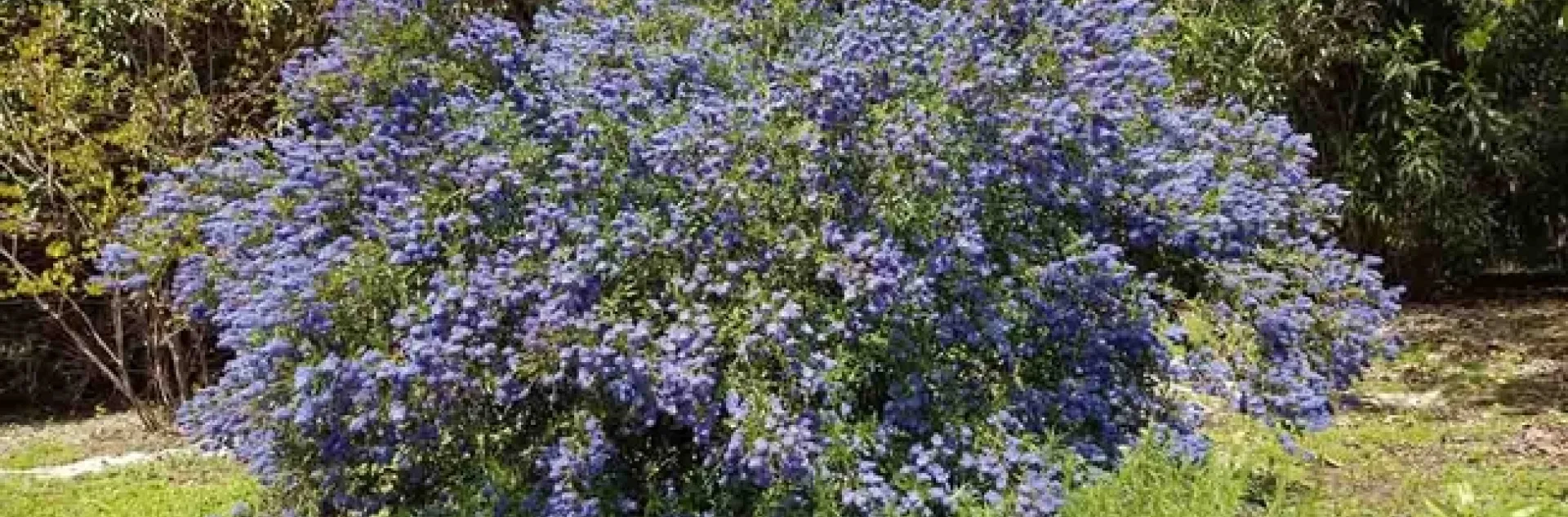 Ceanothus 'Concha' is a good firewise choice. Jeanette Alosi