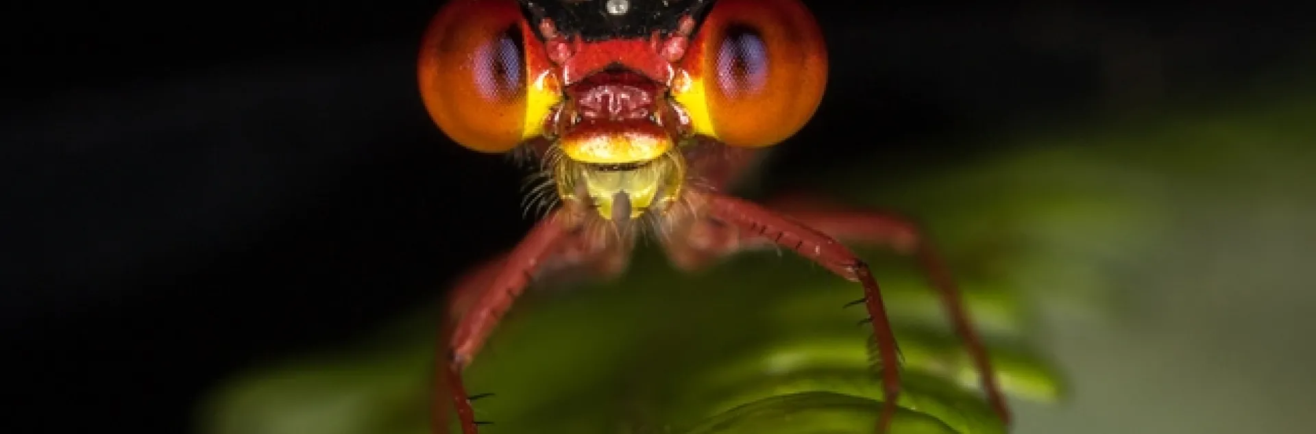 Robert Peck, an entomologist with the University of Hawaii won first prize in the PBESA Photo Salon competition with this image of a damselfly. (Copyright, Robert Peck)