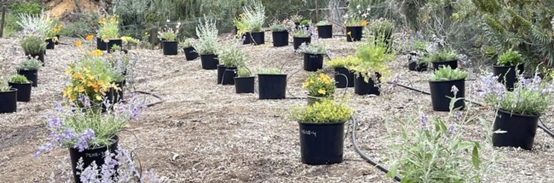 Research plot to evaluate bee attractiveness