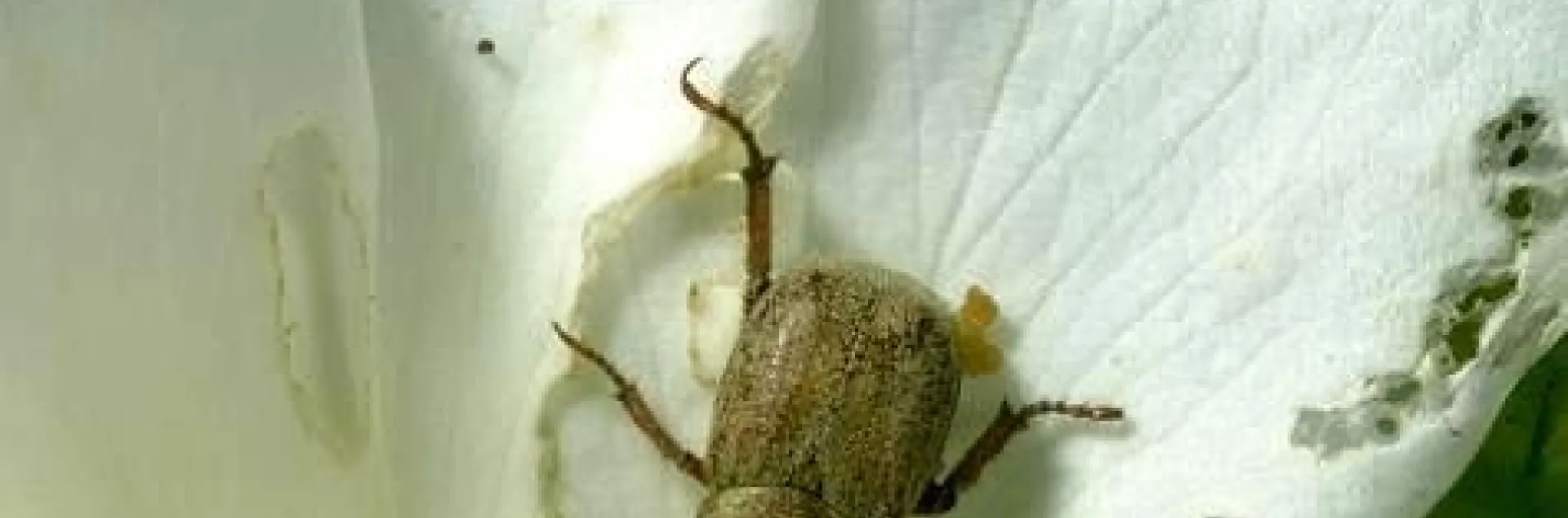 Beetle on a white rose damaged by it.