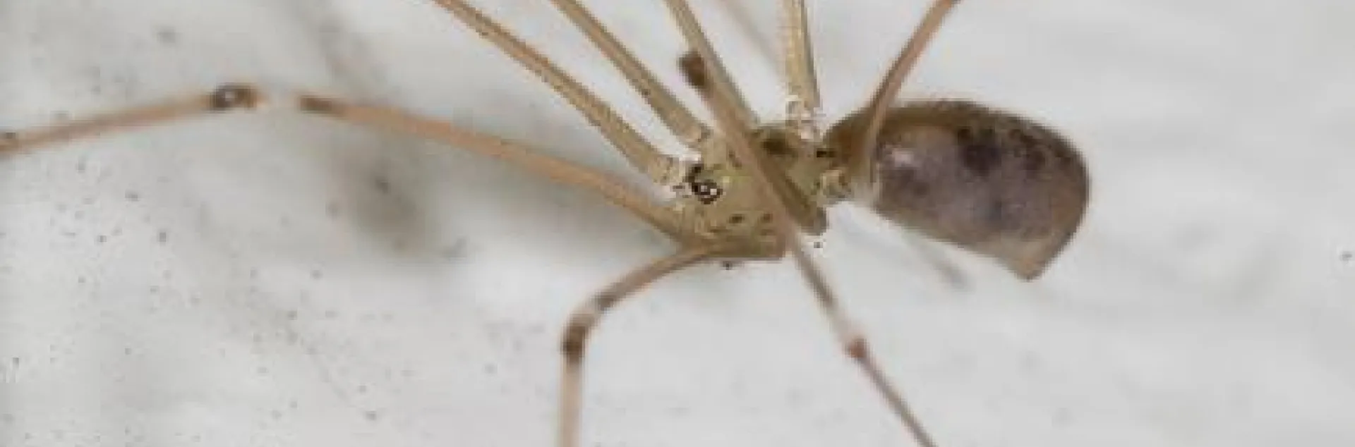 Cellar spider - plutozoom