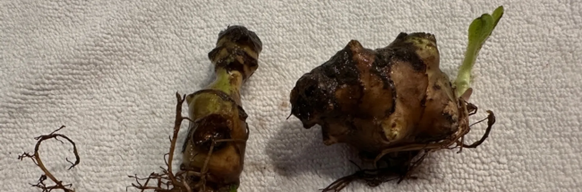 Sunchoke tuber. Photo by Maureen Clark