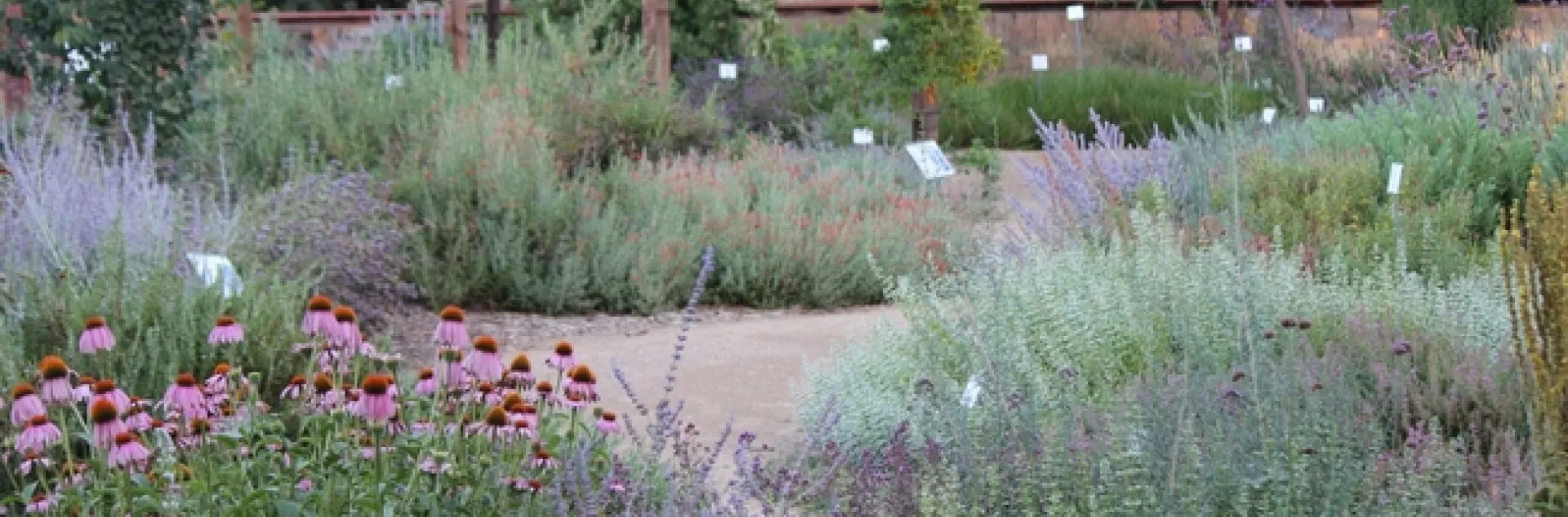 View of the UC Davis Bee Haven in June