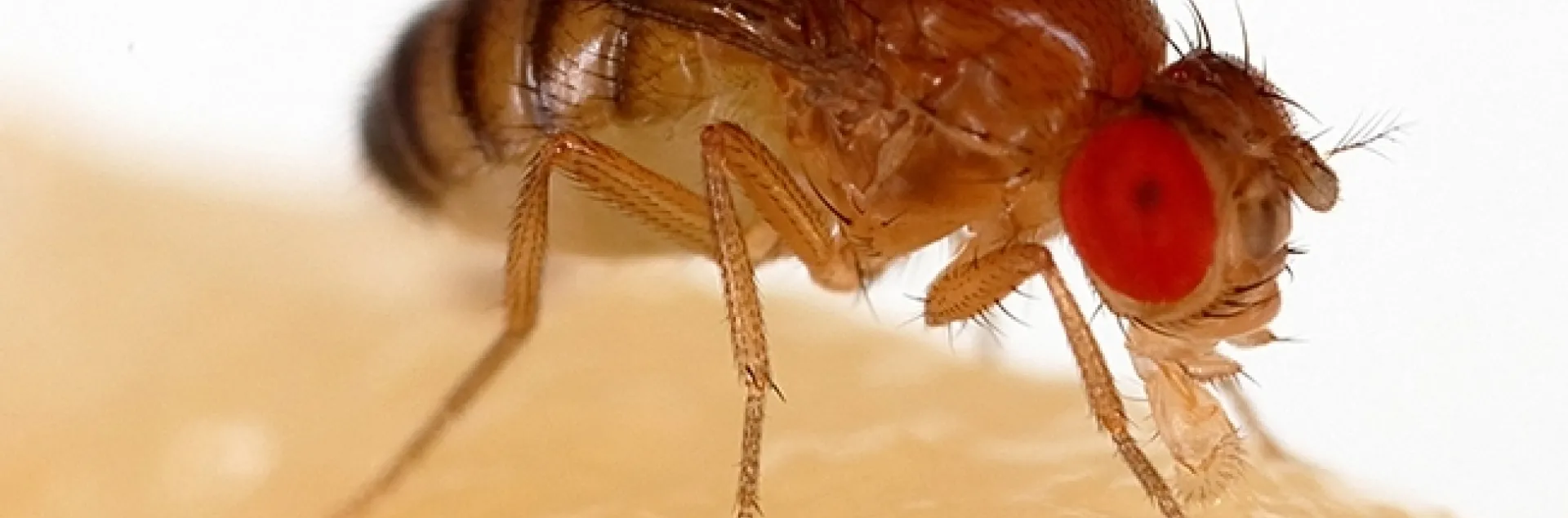 The fruit fly, Drosophila melanogaster, is commonly used for biological research in genetics. (Photo courtesy of Wikpedia)