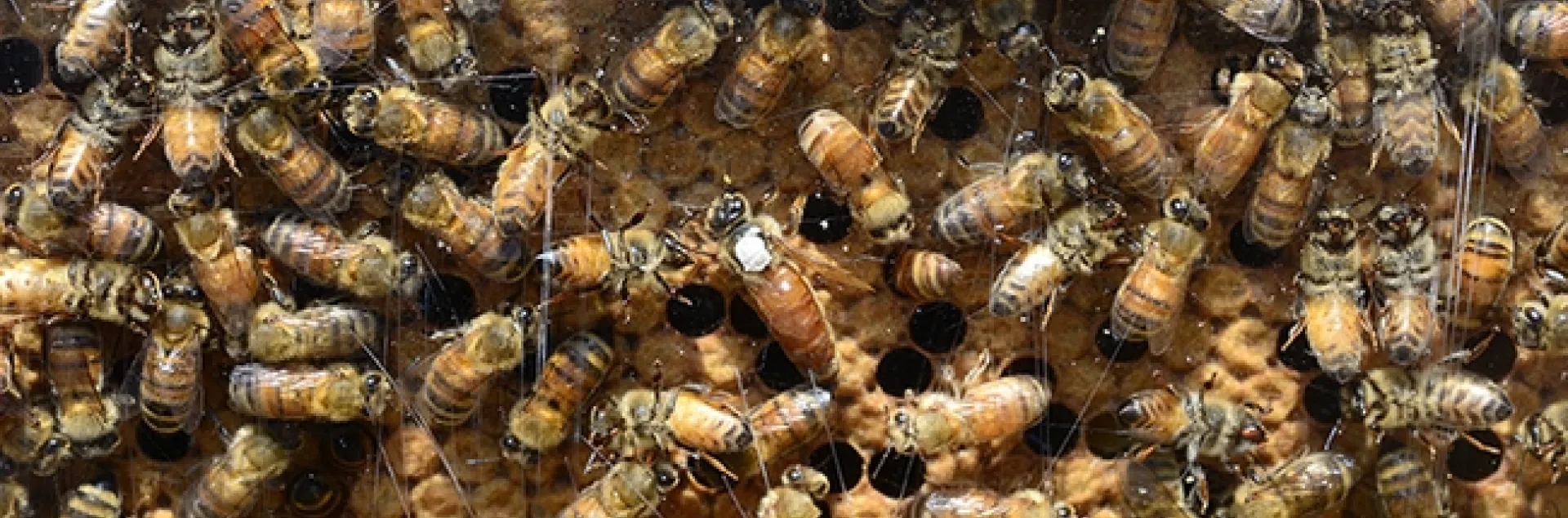 The California Honey Festival will include bee observation hives. (Photo by Kathy Keatley Garvey)