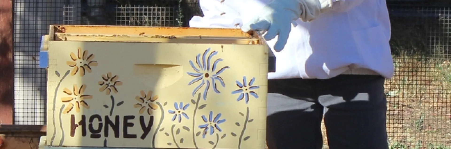 Connie inspects our bee hive
