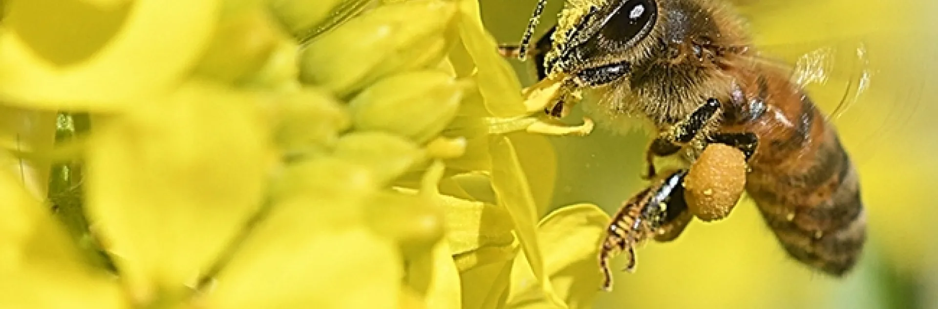 A honey bee, dusted with gold pollen, forages on mustard (Photo by Kathy Keatley Garvey)