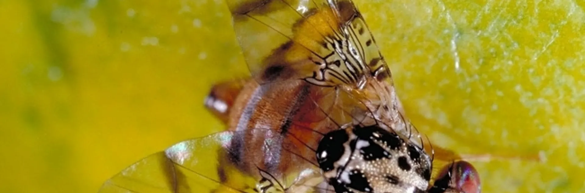 Mediterraneanfruitfly