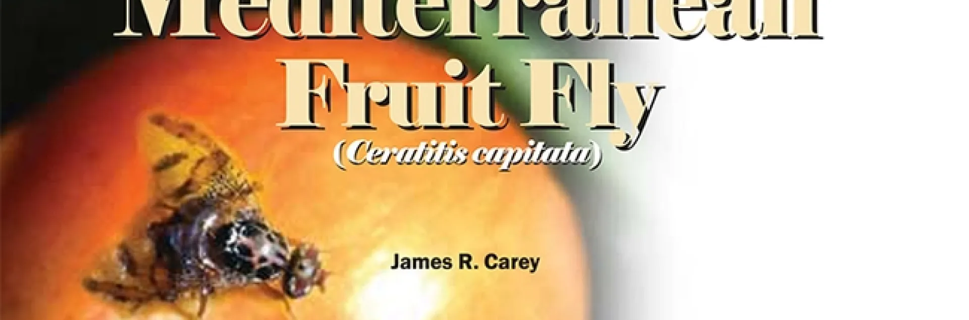 UC Davis distinguished professor James R. Carey has written numerous research articles on the Mediterranean fruit fly.