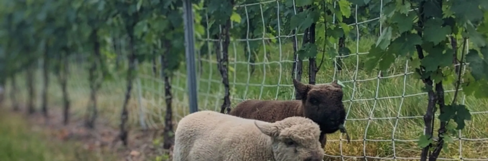 Sheep