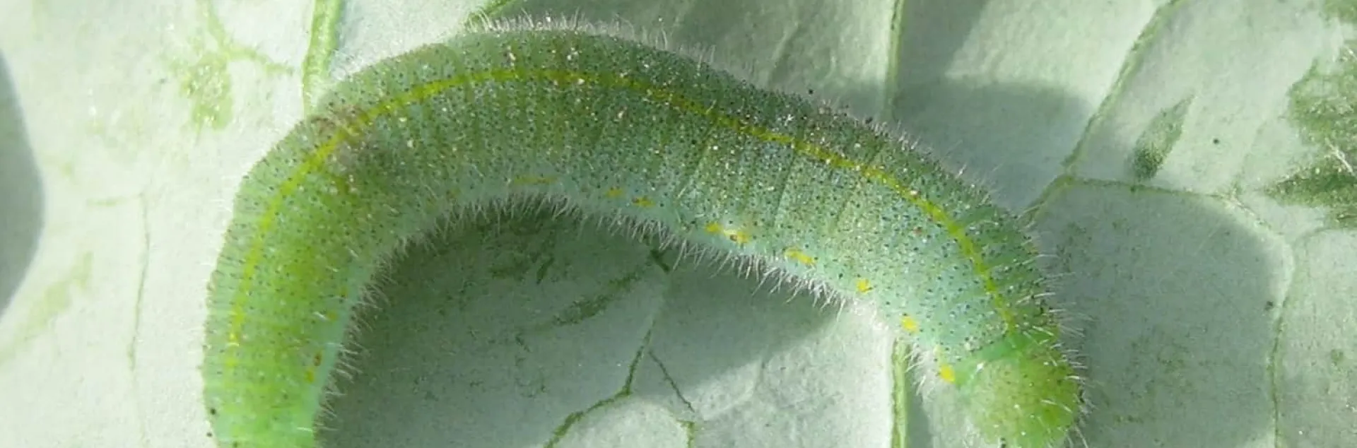 cabbageworms-larva-credit-john-gavloski-min
