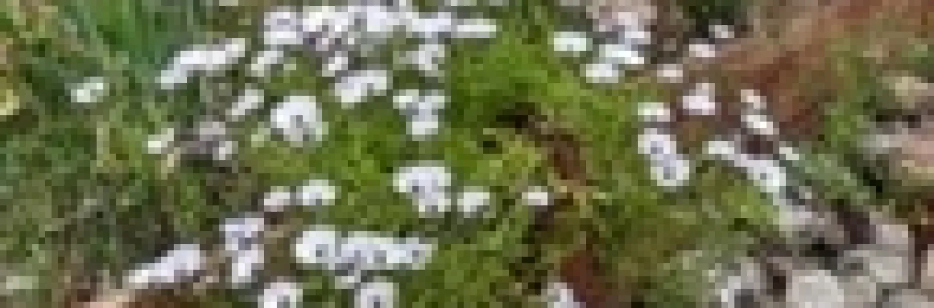 photo by Michelle Krespi