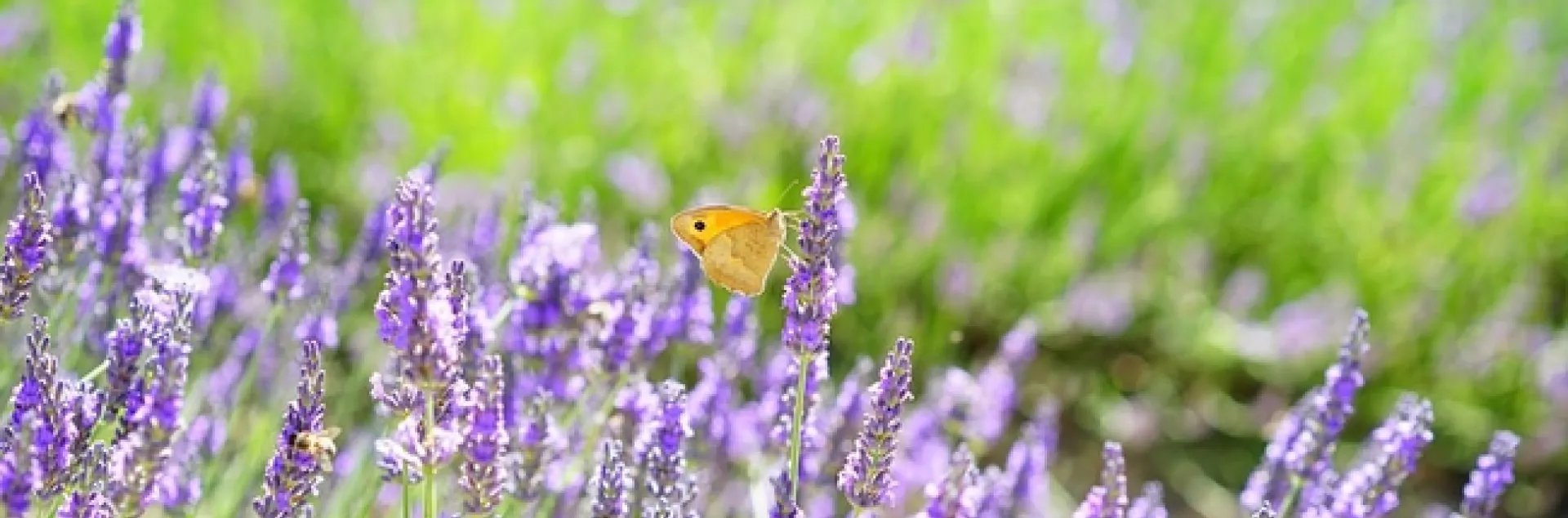 Orange butterfly resting on a plant in a field of lavender flowers.