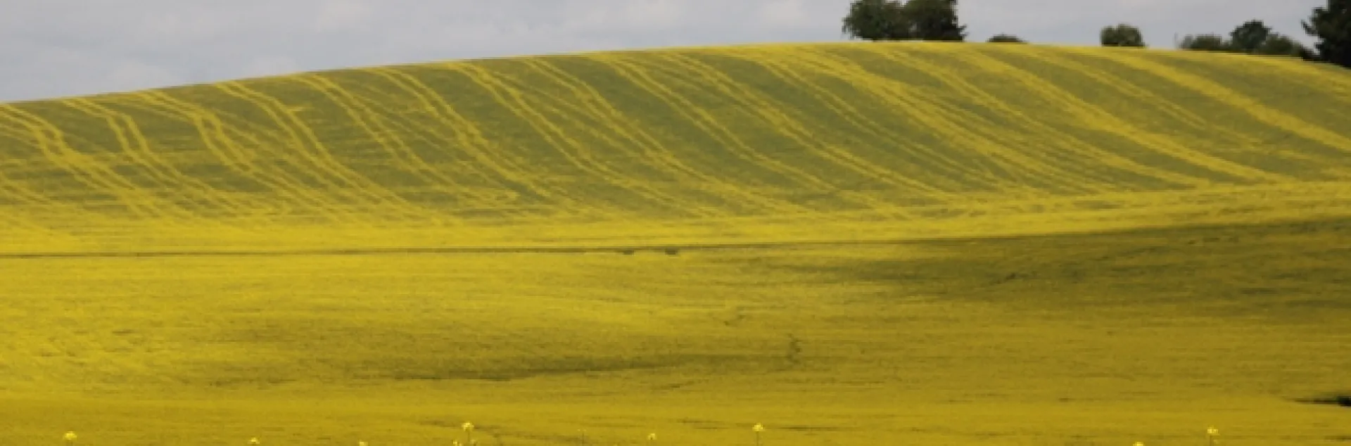 Canola field photo by Keith Arrol