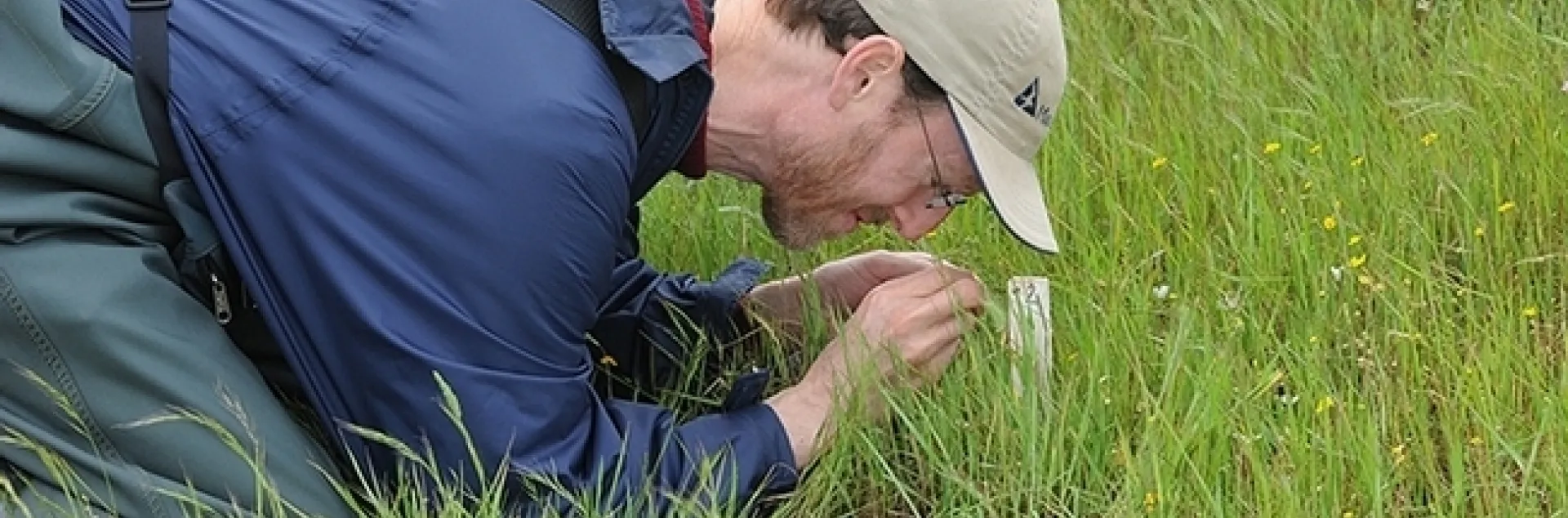Jay Rosenheim engaged in research at the Jepson Prairie Preserve in 2011. (Photo by Kathy Keatley Garvey)
