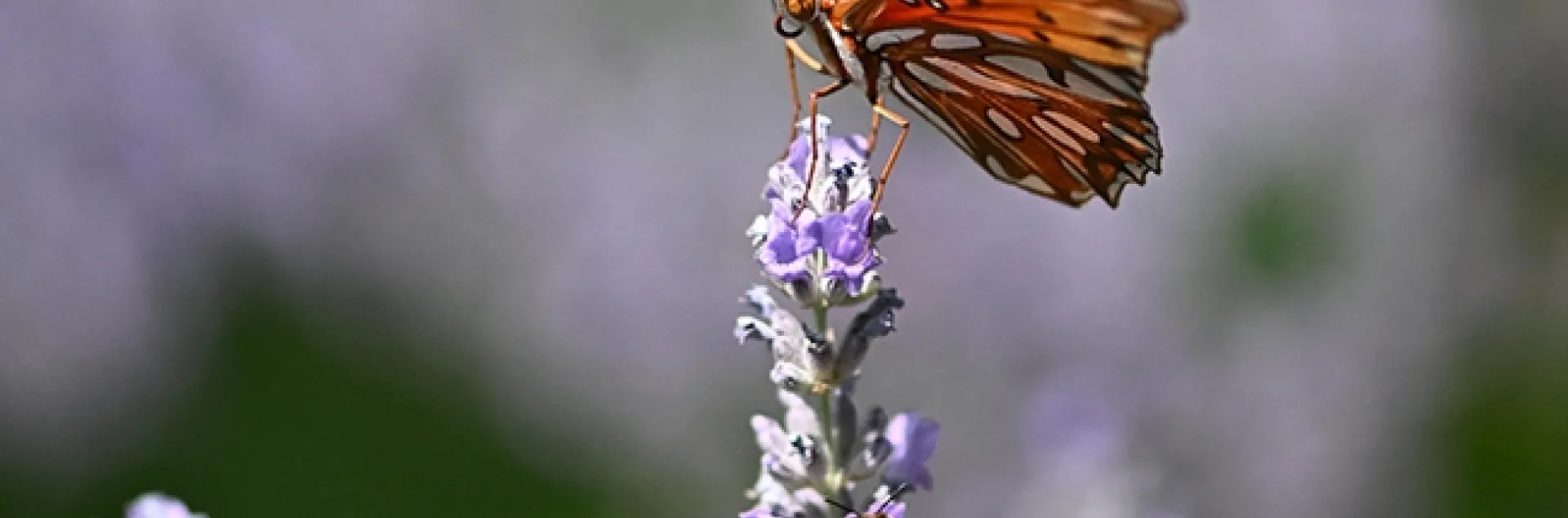 A Gulf Fritillary and a honey bee sharing the same lavender blossom in a Vacaville garden. (Photo by Kathy Keatley Garvey)