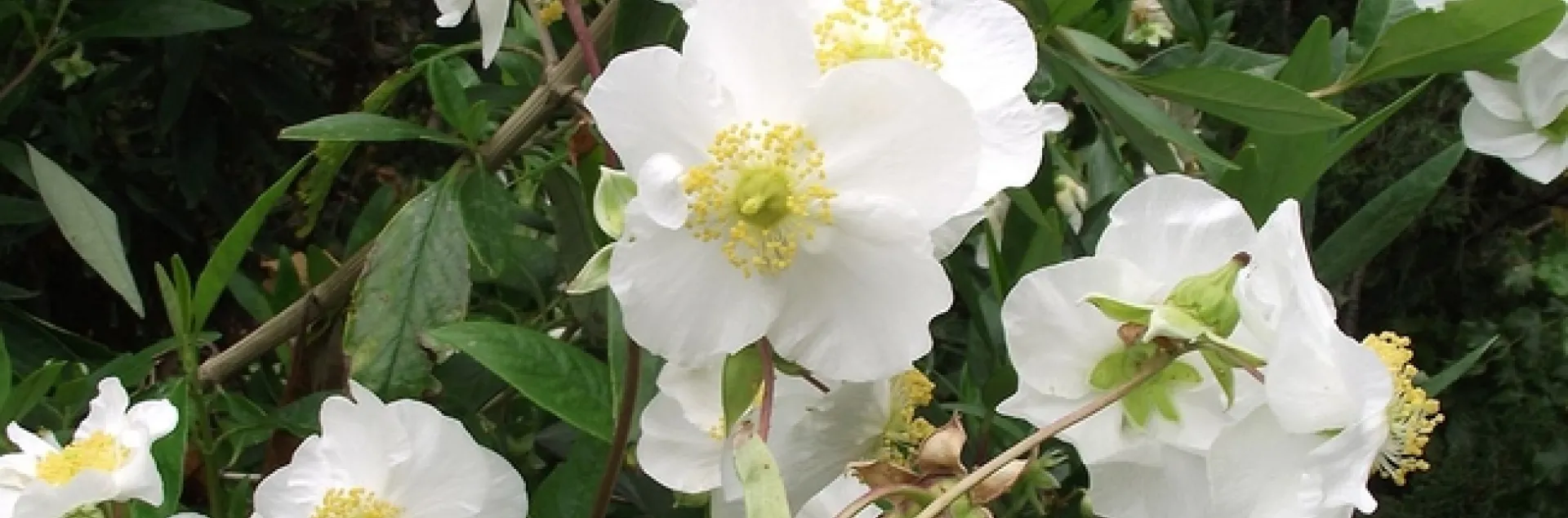 Carpenteria californica is a beautiful flowering evergreen shrub native to the Sierra Nevada foothills. It does well planted in a shady area on the Valley floor. (Photo: Wikimedia Commons)